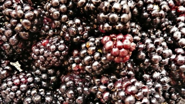 Freshly-picked blackberries